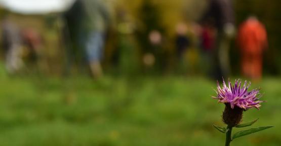 Centaurée noirâtre avec, en fond, des personnes sur le terrain