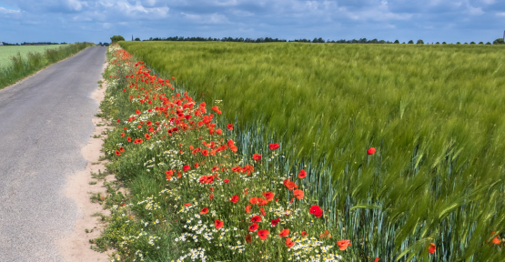 Coquelicots au bord d'une route