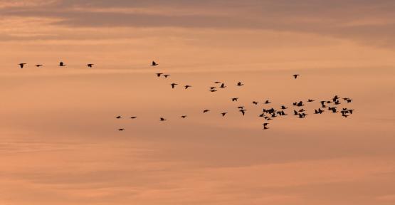 Grands cormorans en migration - Olivier Colinet