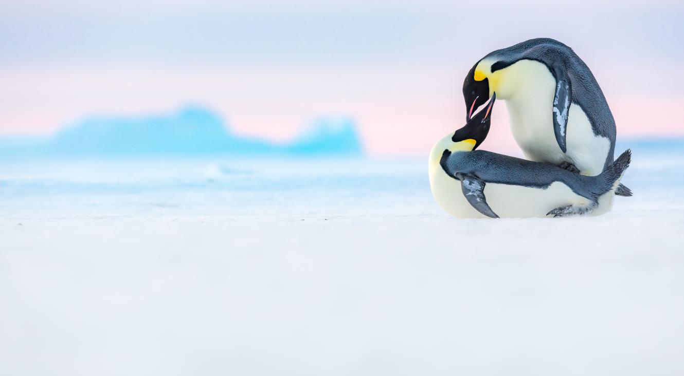 Visuel des Expos Photos Nature Aves (Stefan Christmann)