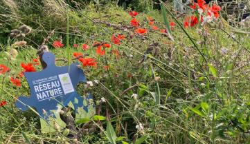 Le parc naturel des Hauts-Pays et le Réseau Nature de Natagora ont noué un partenariat afin d’aider les citoyens à laisser entrer plus de biodiversité sur leur terrain. Rendez-vous le 20 septembre prochain, à Onnezies, pour l’inauguration du jardin témoin du parc.