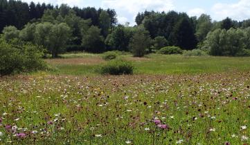 prairies fleurs