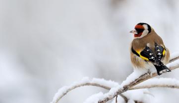 Chardonneret élégant sur fond neigeux.