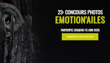 Œil de chouette cachée dans un tronc