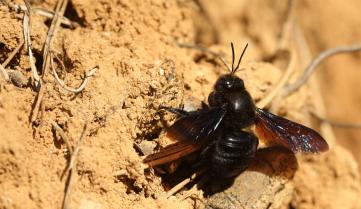 Le xylocope panard, une nouvelle abeille pour la Belgique