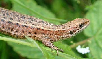 lézard vivipare
