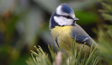 Migration exceptionnelle de mésanges bleues