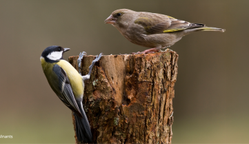 Que nous disent ces 20 années de recensement des oiseaux de jardin ?