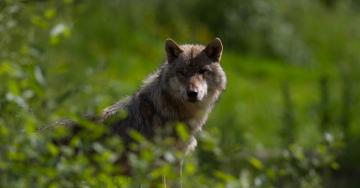 le loup