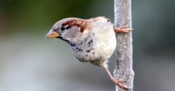 Moineau domestique @Rachel Delmelle