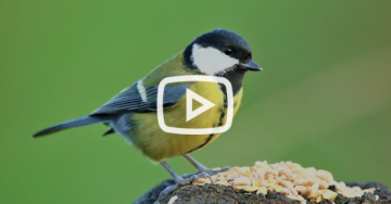 Le chant de la mésange charbonnière