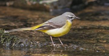 Bergeronnette des ruisseaux