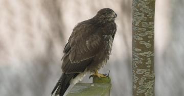 Buse variable