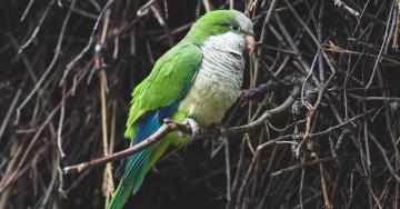 Conure veuve