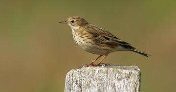 Pipit farlouse