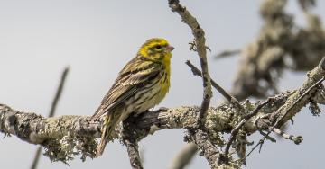 Serin cini