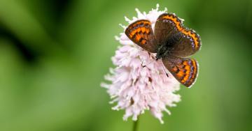 Lycaena helle