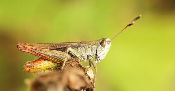Gomphocerippus rufus (Hubert Baltus)
